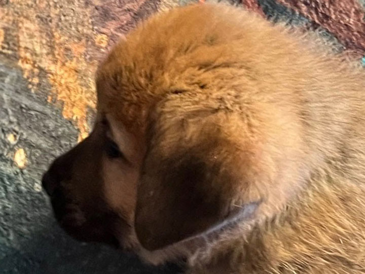 chinook puppy